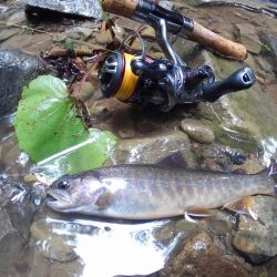 大増水の渓流で苦戦 ～長良川水系～